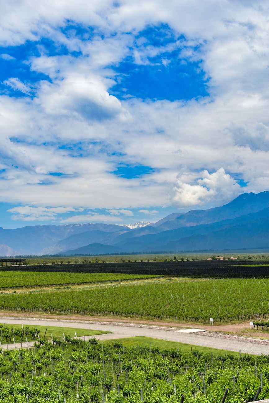 Viñedos en Valle de Uco al pie de la Cordillera de los Andes